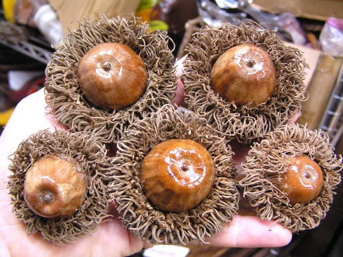 Five giant burr acorns for - five,