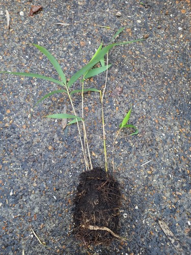 Japonica bamboo root stock - bamboo,