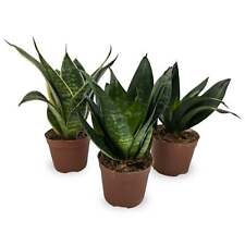 Sansevieria Hahnii | Dwarf Snake Plant - Compact Air Purifier