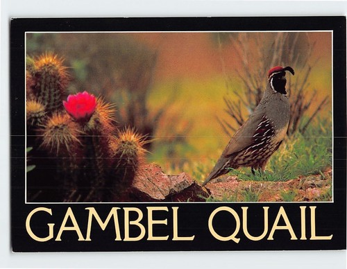 Postcard gambel quail - gambel,