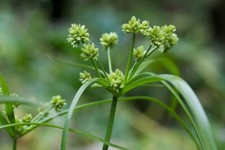 1 x Cyperus eragrostis Marginal Plant Pond Plant Bog