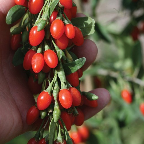 Goji berry plant 9cm pot - berry,