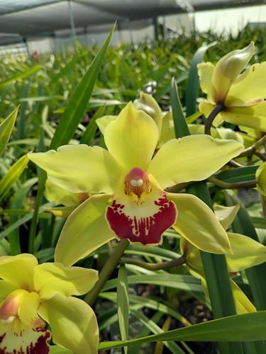 Cymbidium barrita metal 1 - barrita, '#1'