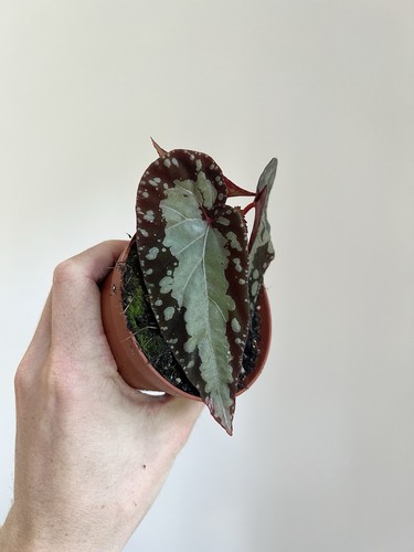 Begonia silver moon rare - begonia,