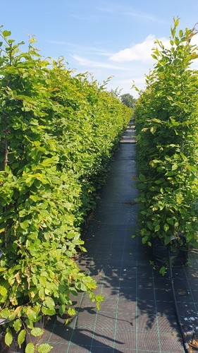 Hornbeam instant hedging - instant,