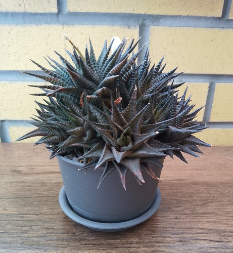 Haworthia limifolia mature - haworthia, limifolia-mature
