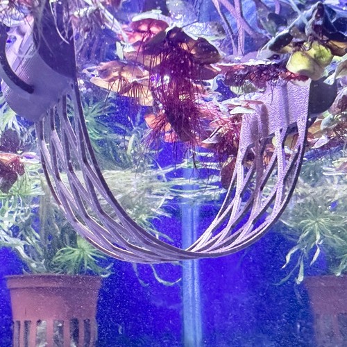 Betta fish floating hammock - betta,