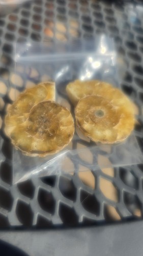 Ammonite fossil natural - -,