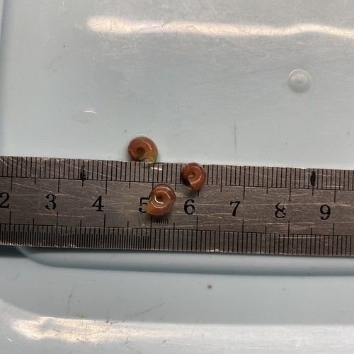10xramshorn snails - 10xramshorn, (pink