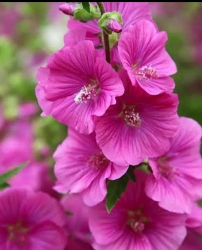 Lavatera bredon - 🌸🏅lavatera, ‘bredon