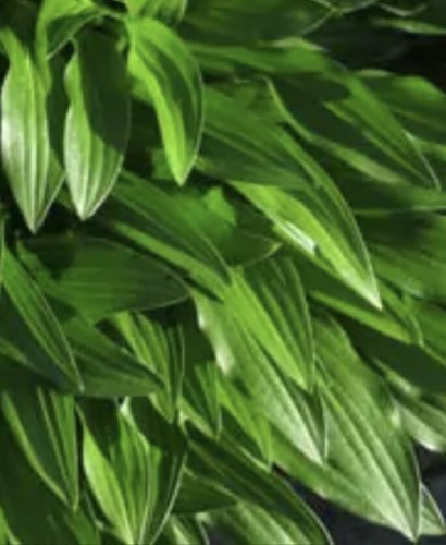 Hosta the twister - -,