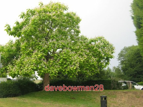 Photo catalpa bignonioides - photo,