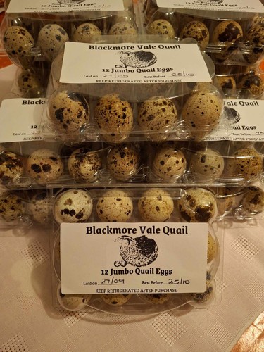 Jumbo quail eating - jumbo,