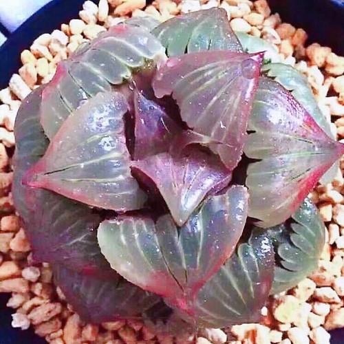 Haworthia badia kobiotori 5cm - haworthia,