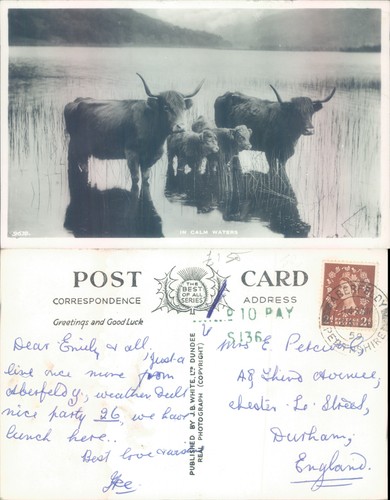 Highland cattle calm waters - cattle, in