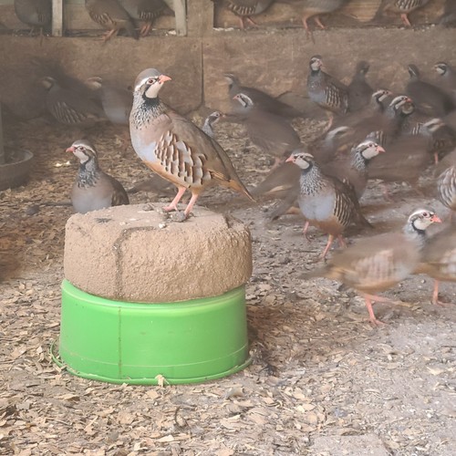 Spanish red legged - 12,