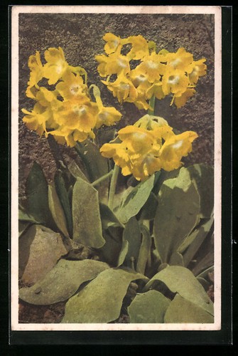 Postcard pretty flowering - postcard,
