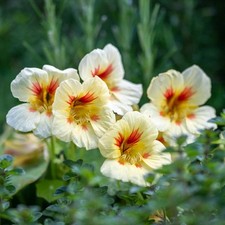 Tropaeolum 'Peach Melba'