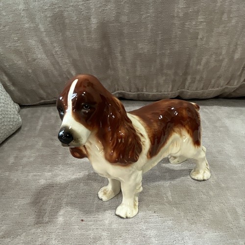 Cocker spaniel dog - cocker,