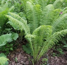 Shuttlecock Fern Plant