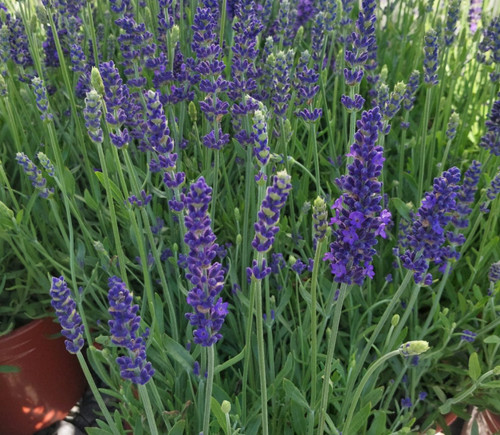 English lavender blue spear - english,