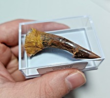 Medium Sized Onchopristis