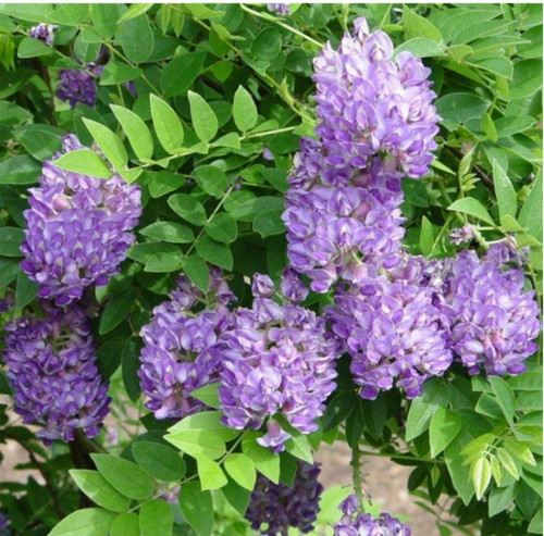 Wisteria plant climber - wisteria,
