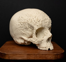 Life Size Human Skull with