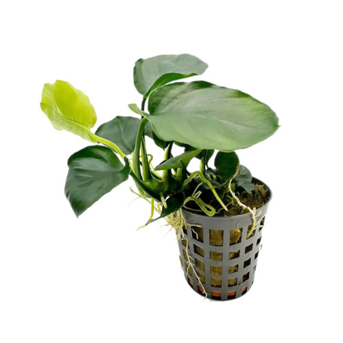 Anubias nana coin - anubias,