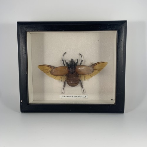 Taxidermy eupatorus birmanicus - taxidermy,
