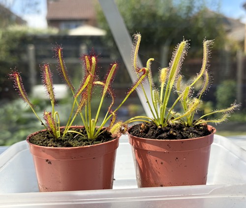 Drosera capensis sundew - drosera,