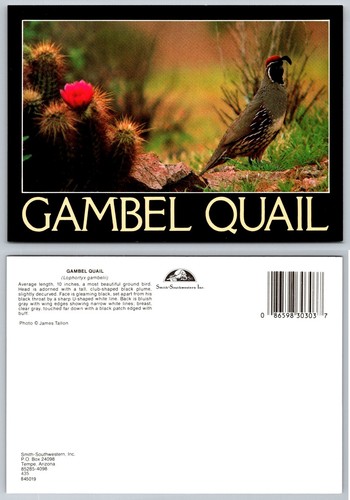 Gambel quail bird cactus - quail, &