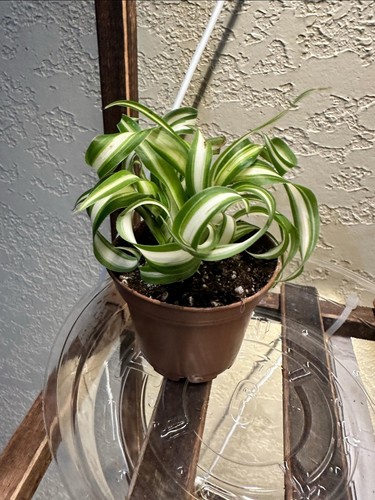 Bonnie curly spider - curly,