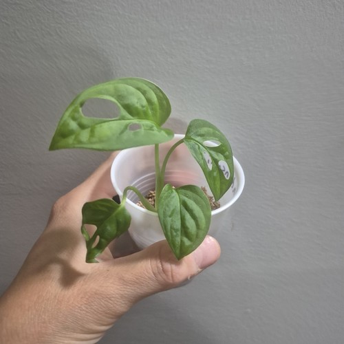 Monstera adansonii - adansonii,