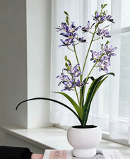 Unusual Jumping Orchid Flowers