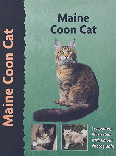 Maine coon cat by - (pet, love)
