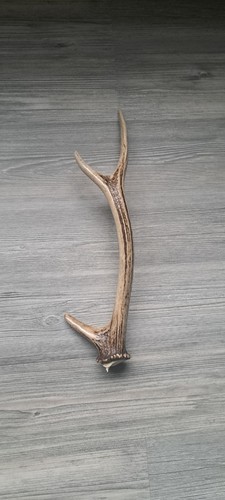 Natural shed sika - sika, three