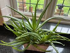 Aloe Vera Plant - Aloe