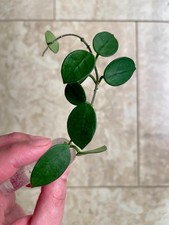 Hoya Cv Chouke (H. Carnosa And