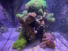 Red Sea Max Nano Aquarium & Stand, with light and accessories