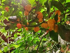 Yellow Trinidad Moruga