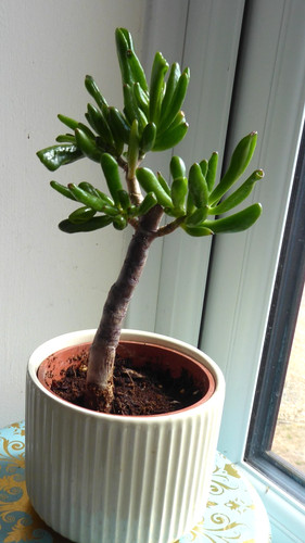 Money tree jade crassula - jade,