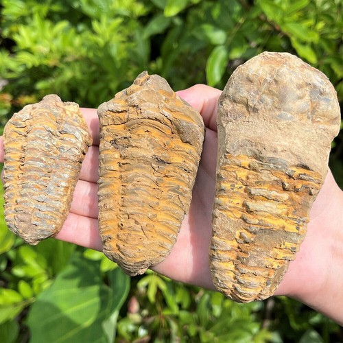 Trilobite fossil diacalymene - trilobite,