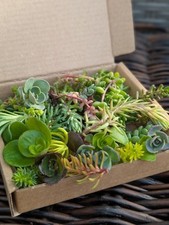 Sedum Cuttings Small Mixed Box