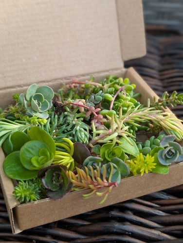 Sedum cuttings small mixed - small, box
