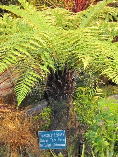 Golden tree fern dicksonia - fern, (dicksonia