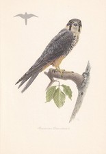 1954 HOBBY FALCON Bird Print -