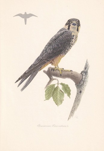 1954 hobby falcon bird print - 1954,