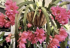 Epiphyllum giant empress - epiphyllum,