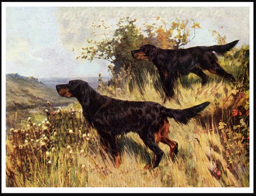 Gordon setter dogs work - gordon, at